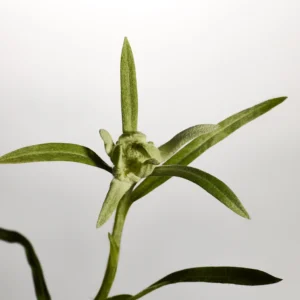 Edelweiss Daily Serum Concentrate